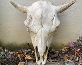 Buffalo Skull, American Bison