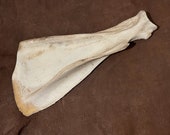 Bison Scapula - Shoulder Blade Bone - American Buffalo - Natural