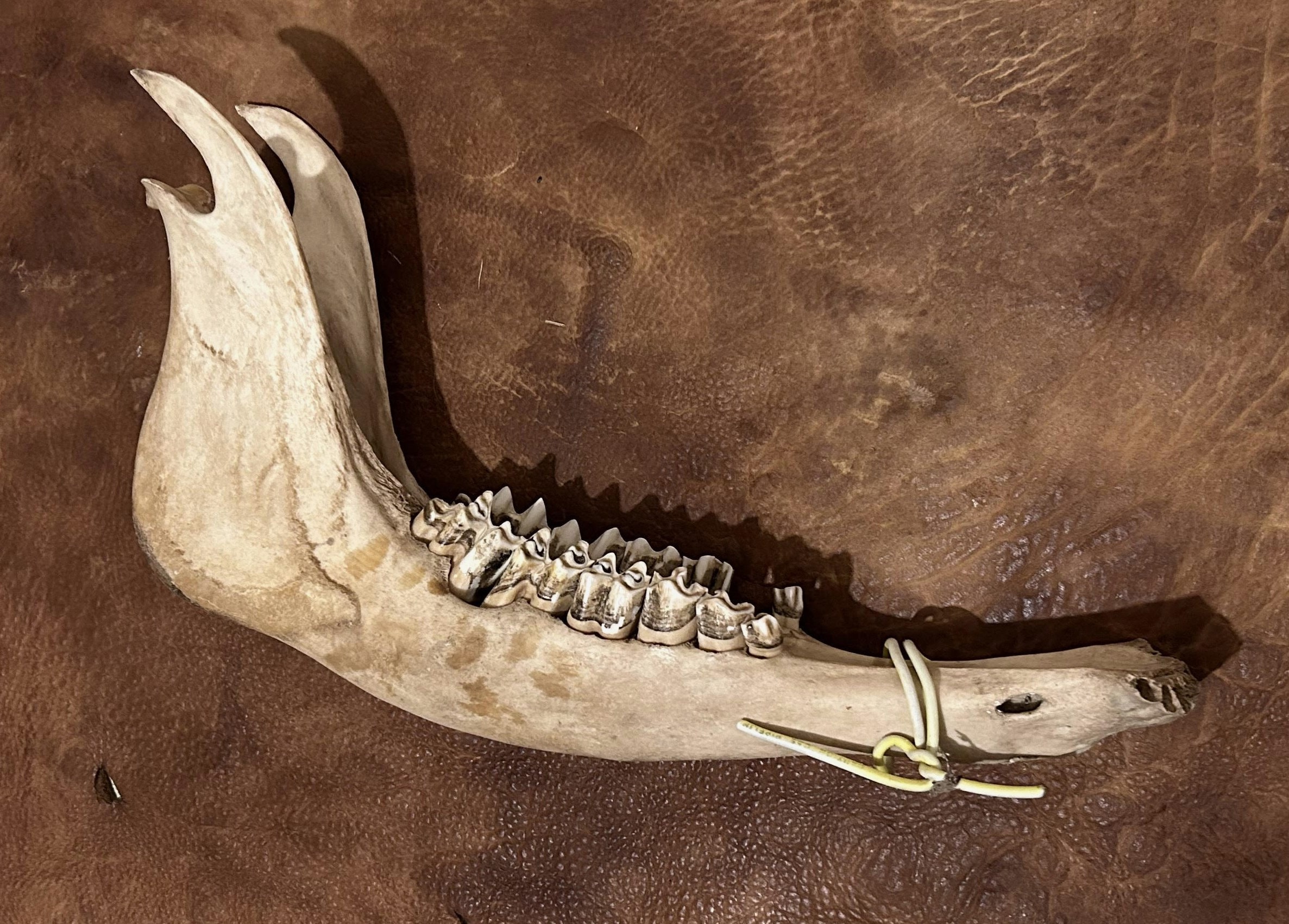 Bison Jaw Bone Fused Pair - American Buffalo - Etsy