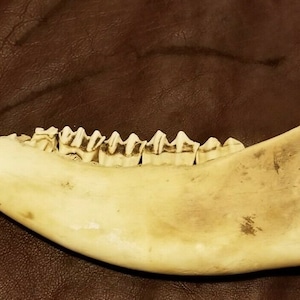 Bison Jaw Bone - American Buffalo - Etsy