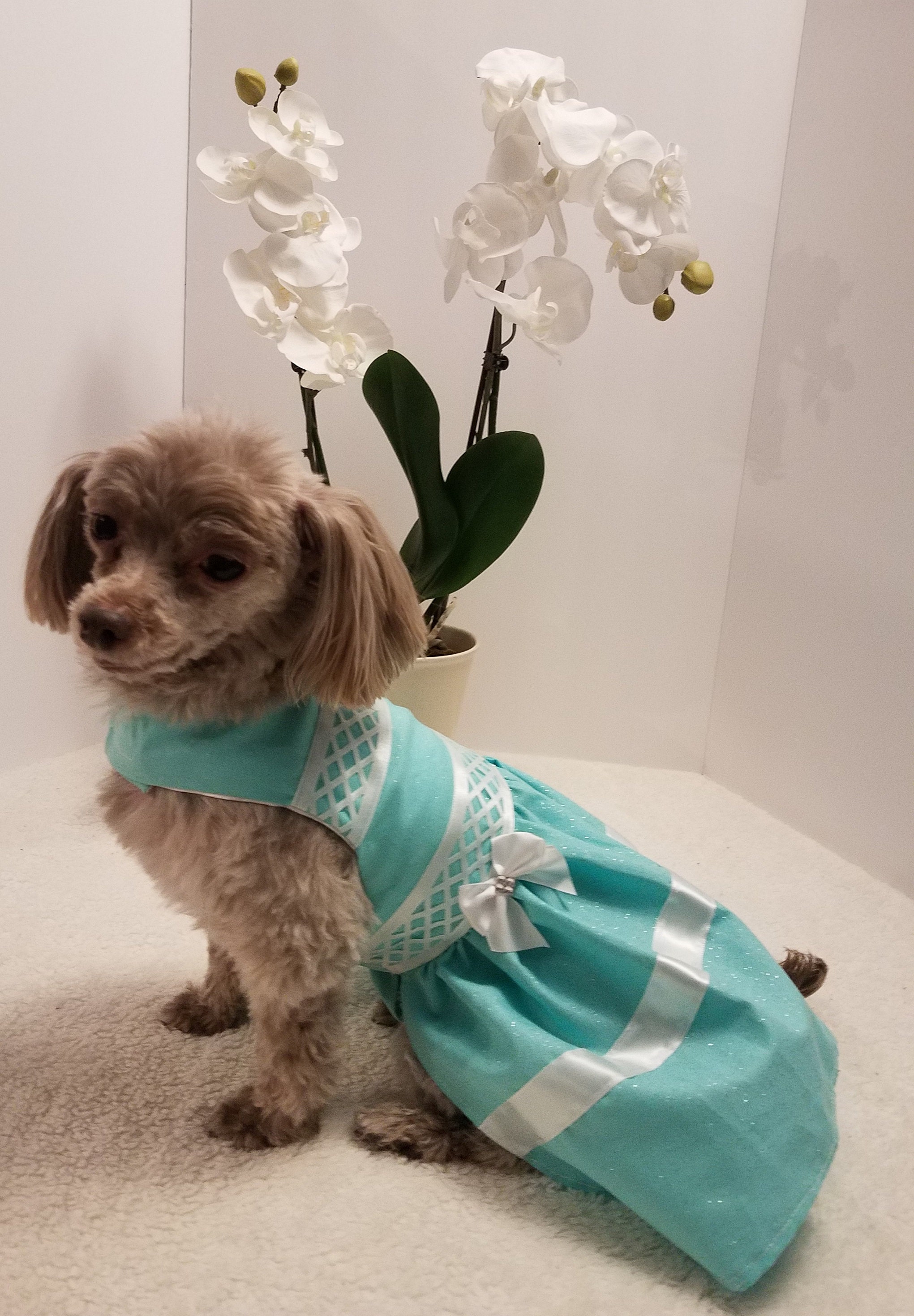 dog easter dress