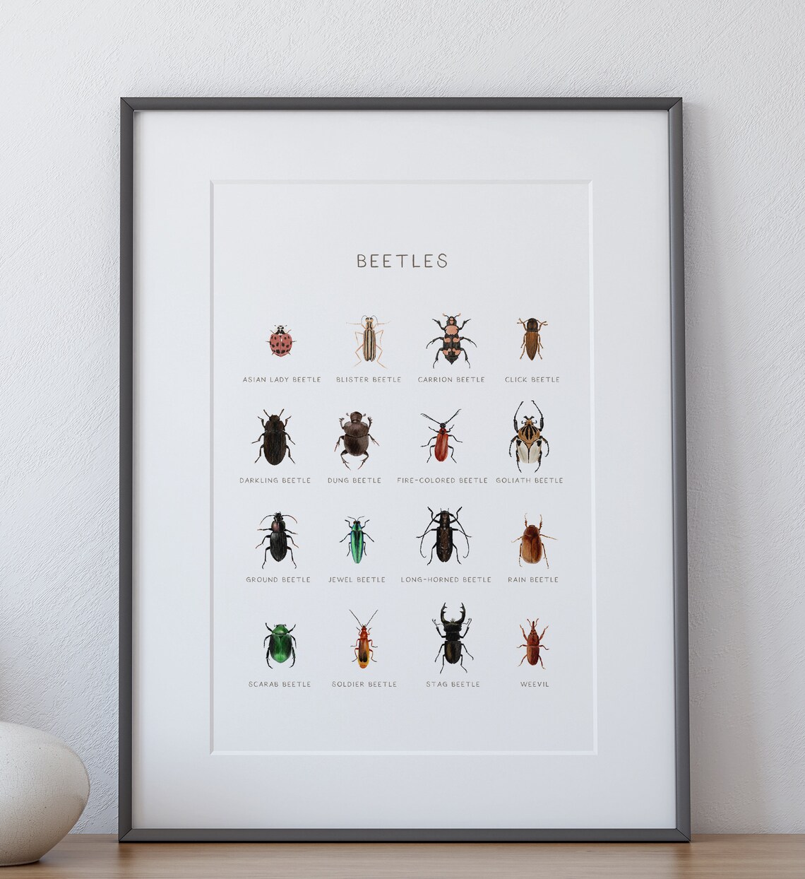 Beetle Species Poster Educational Bug Print Printable Wall - Etsy