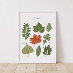 Poster di foglie educative, stampa di tipi di foglie, arte murale stampabile, decorazioni per la scuola domestica Montessori, decorazioni per l'aula naturalistica, DOWNLOAD DIGITALE