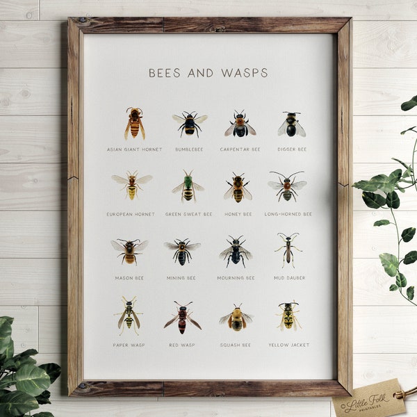 Educational Bugs Poster, Bees and Wasps Print, Printable Wall Art, Montessori Homeschool Decor, Nature Classroom Decor, DIGITAL DOWNLOAD