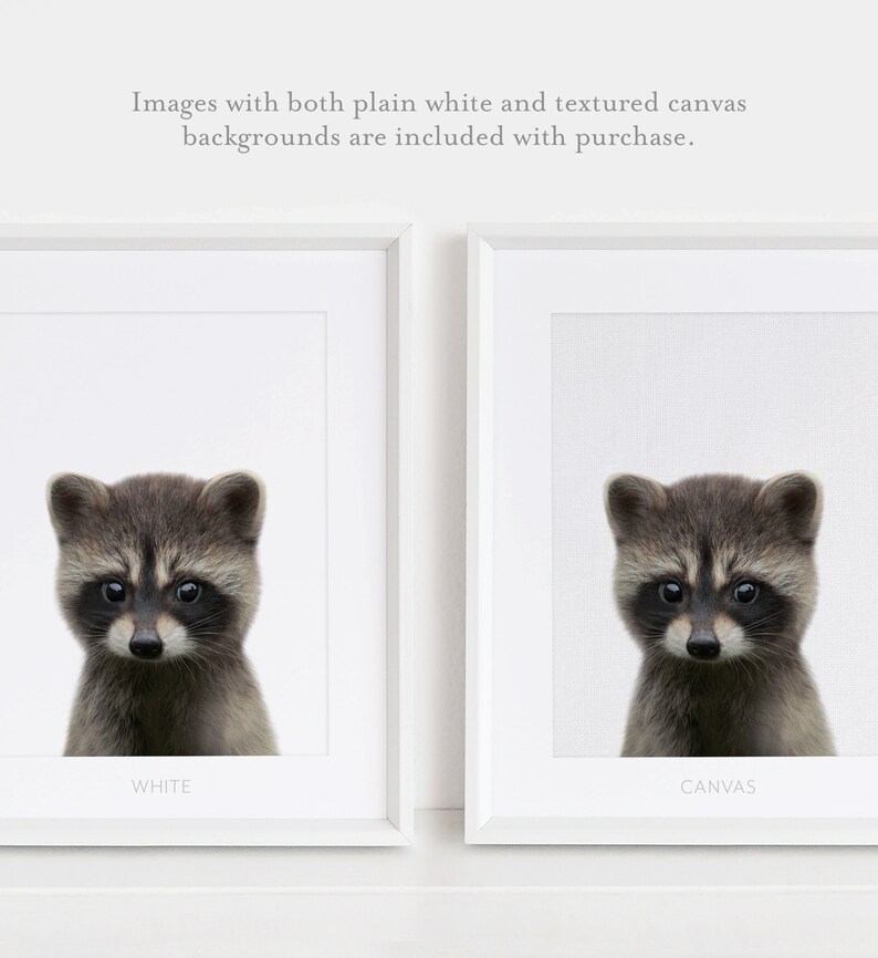 Baby Raccoon Print, Woodland Nursery Decor, Printable Baby Animal Wall Art, Kids Room Decor, DIGITAL DOWNLOAD image 4