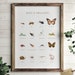 Educational Bugs Poster, Insects Print, Printable Wall Art, Montessori Homeschool Decor, Nature Classroom Decor, DIGITAL DOWNLOAD 