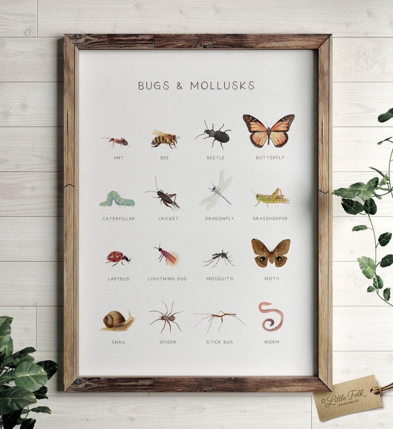 Educational Bugs Poster, Insects Print, Printable Wall Art, Montessori Homeschool Decor, Nature Classroom Decor, DIGITAL DOWNLOAD 