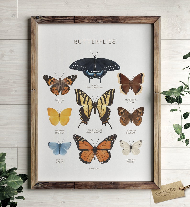 May include: A printable poster featuring illustrations of 10 different types of butterflies with their common names. The butterflies are depicted in a realistic style with vibrant colors and intricate details. The poster has a white background and the text "Butterflies" is printed at the top.