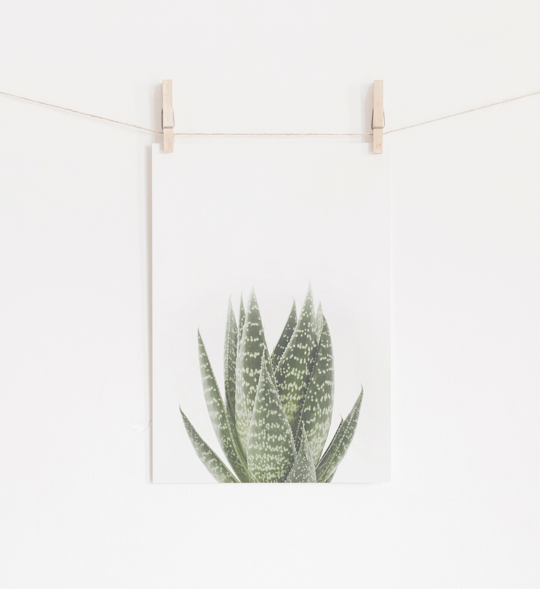 Aloe Vera Print Print Botanical Photography Printable Wall | Etsy