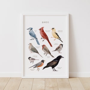 Educational Birds Poster, Common Birds Print, Printable Wall Art, Montessori Homeschool Decor, Nature Classroom Decor, DIGITAL DOWNLOAD