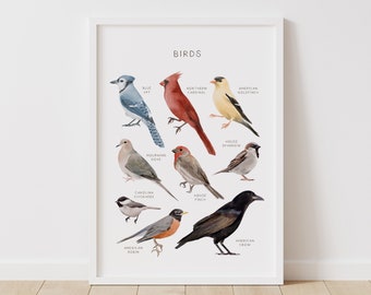 Poster di uccelli educativi, stampa di uccelli comuni, stampabile Wall Art, Montessori Homeschool Decor, Nature Classroom Decor, DOWNLOAD DIGITALE