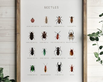 Póster de especies de escarabajos, impresión educativa de insectos, arte de pared imprimible, decoración de educación en el hogar Montessori, decoración de aulas naturales, DESCARGA DIGITAL