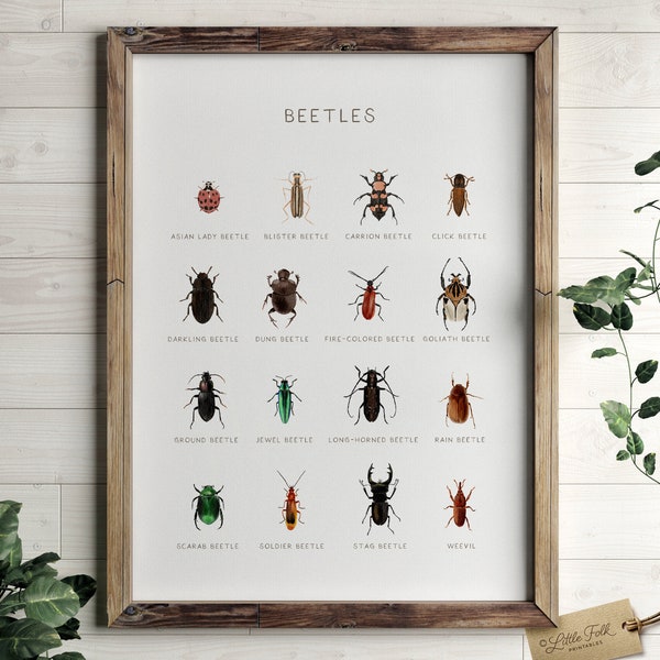 Beetle Species Poster, Educational Bug Print, Printable Wall Art, Montessori Homeschool Decor, Nature Classroom Decor, DIGITAL DOWNLOAD