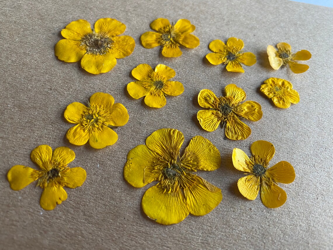 Mixed Sizes Meadow Buttercup Pressed and Dried Flowers Etsy