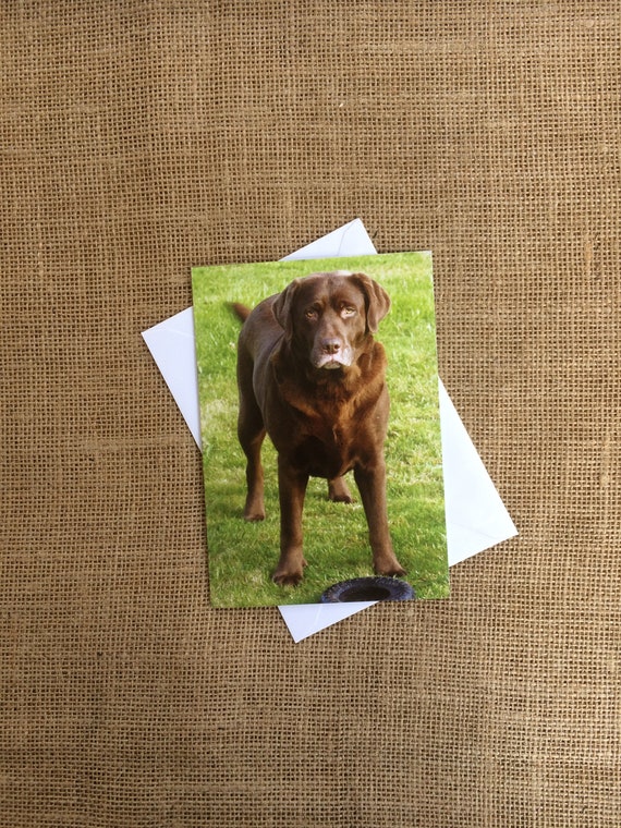 Chocolate Labrador Dog Square Blank Greeting Card Chocolate Labrador Dog Square Blank Greeting Card