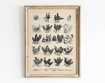 May include: A vintage black and white illustration of different types of chickens. The image is labeled "Representative Types of Fowls" and includes the names of each breed.
