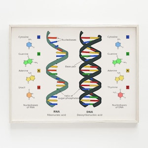 May include: A diagram comparing the structures of RNA and DNA. The diagram shows the double helix structure of DNA and the single helix structure of RNA. The diagram also shows the four nitrogenous bases that make up DNA: adenine, guanine, cytosine, and thymine. The diagram also shows the four nitrogenous bases that make up RNA: adenine, guanine, cytosine, and uracil.