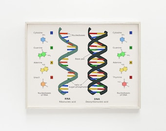 DNA vs RNA moleculaire biologie Helix diagram afdrukbaar, wetenschap klas illustratie kunst aan de muur, genetische code, educatief decor, student cadeau