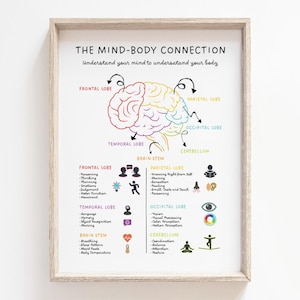 Op de afbeelding: Een ingelijste educatieve poster getiteld "THE MIND-BODY CONNECTION" met een kleurrijke illustratie van de hersenen. De poster toont de frontale, pariëtale, temporale en occipitale kwabben, hersenstam en cerebellum.
