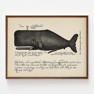 Illustration de baleine vintage imprimable, dessin scientifique allemand antique, art mural de gravure de baleine, décoration nautique, vieux cadeau maritime