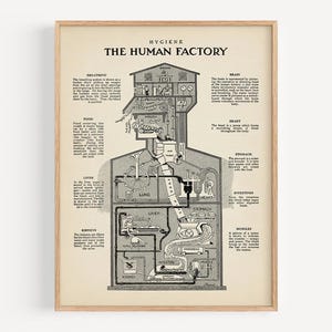 Può includere: Un'illustrazione vintage del corpo umano come una fabbrica, etichettata con gli organi e le loro funzioni. L'immagine è intitolata "Igiene: La fabbrica umana".