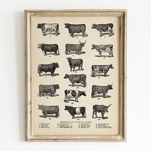 May include: A vintage black and white illustration of 16 different types of cattle. The image is labeled "Representative Types of Cattle" and includes the names of each breed.