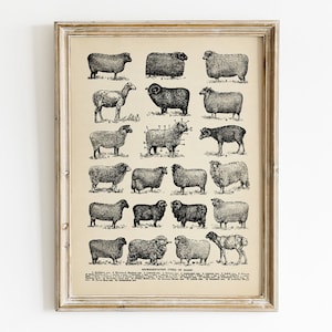 May include: A vintage black and white illustration of different types of sheep. The image is labeled "Representative Types of Sheep".
