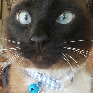 May include: A close-up of a Siamese cat with blue eyes wearing a blue and white checkered collar with a blue bell and a silver bear charm.