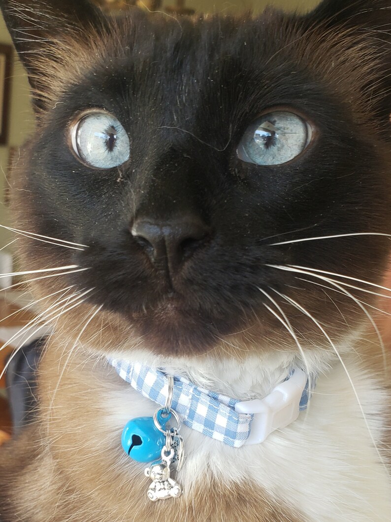 May include: A close-up of a Siamese cat with blue eyes wearing a blue and white checkered collar with a blue bell and a silver bear charm.