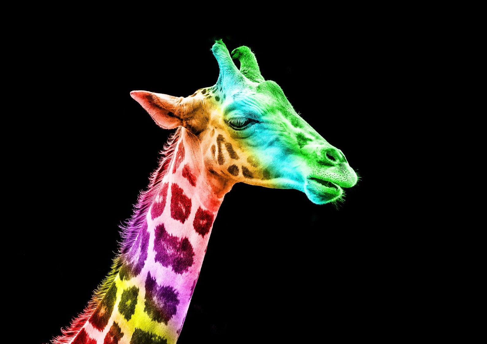 Large stunning rainbow Giraffe canvas mounted and ready to Etsy