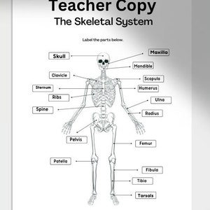 Printable Skeletal System Worksheets,anatomy Worksheet,homeschool ...