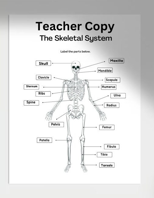 Printable Skeletal System Worksheets,anatomy Worksheet,homeschool ...
