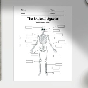Printable Skeletal System Worksheets,anatomy Worksheet,homeschool ...