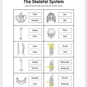Printable Skeletal System Worksheets,anatomy Worksheet,homeschool ...