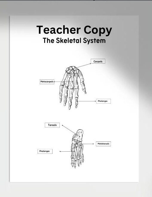 Printable Skeletal System Worksheets,anatomy Worksheet,homeschool ...