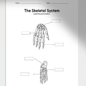 Printable Skeletal System Worksheets,anatomy Worksheet,homeschool ...