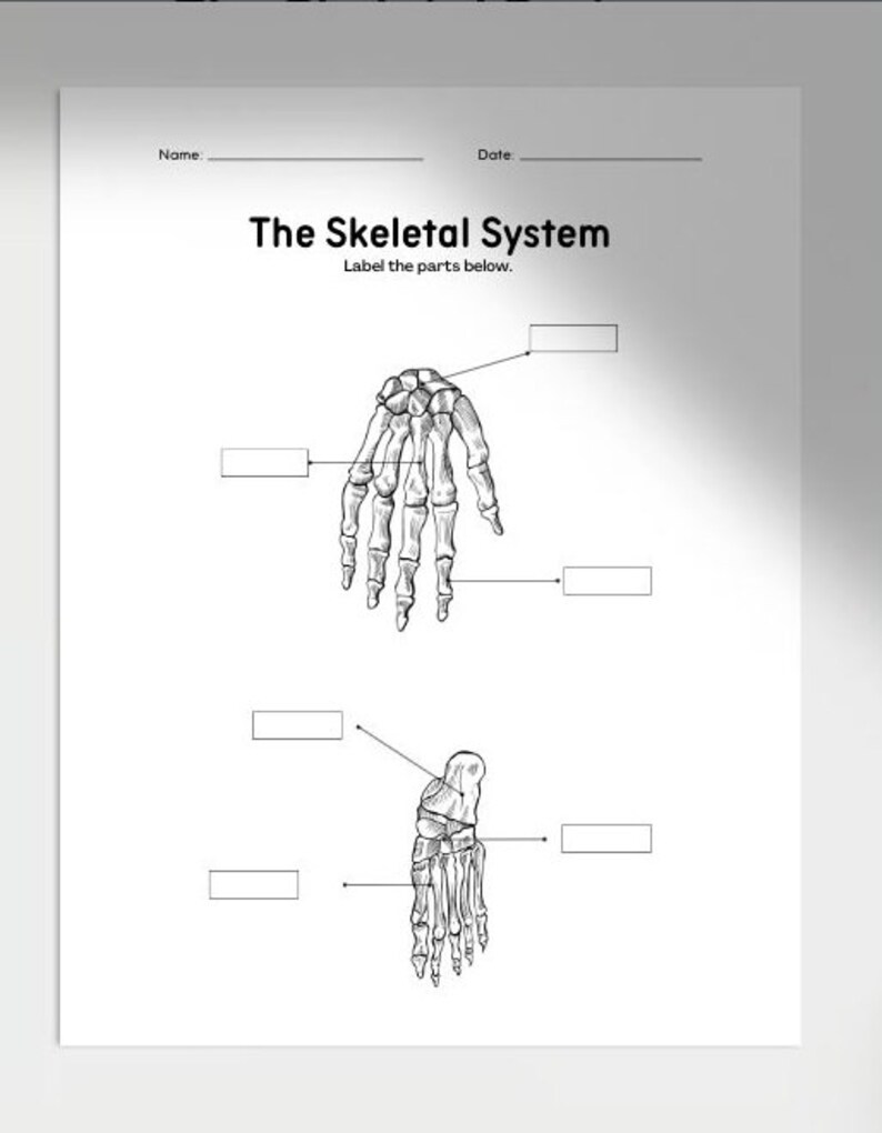 Printable Skeletal System Worksheets,anatomy Worksheet,homeschool ...