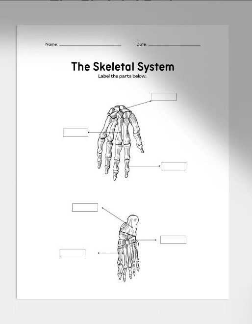 Printable Skeletal System Worksheets,anatomy Worksheet,homeschool ...