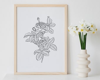 Vintage Botanical Rose, Rosa Gallica Pontiana, Hand Sketched, Art Print, Illustration, Flower Prints, Flower Art