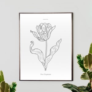 Tulipán botánico vintage, Tulipa XVII Duc d'Aquitanie, Esbozado a mano, Impresión de arte, Ilustración, Estampados de flores, Arte de flores