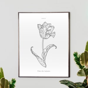 Tulipán botánico vintage, Tulipa XX Príncipe des Austuries, Esbozado a mano, Impresión de arte, Ilustración, Estampados de flores, Arte de flores