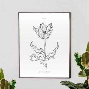 Tulipán botánico vintage, Tulipa XVI Monstrosa Real, esbozado a mano, impresión de arte, ilustración, estampados de flores, arte de flores