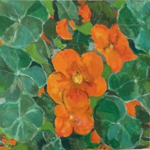 Nasturtiums