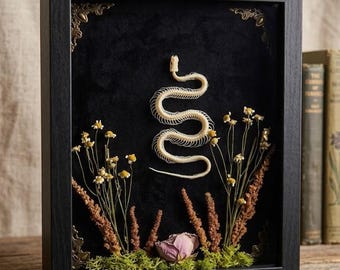 Articulated Snake Skeleton Shadow Box Display