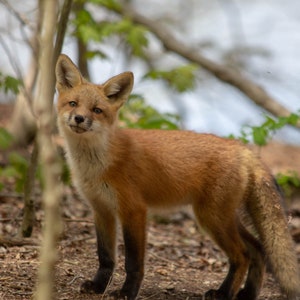 Curious Baby Fox Poster