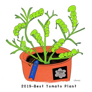 Best Tomato Plant, Michelin 3 Star Award, Original Digital Illustration, 8x8 print, Garden Humor, Caterpillar, Blue Ribbon Winner, Funny