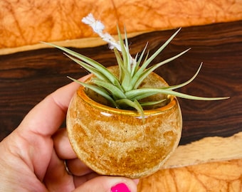One Ceramic Wall Pocket Planter for Air Plants - Plant Holder with Real Gold Rim