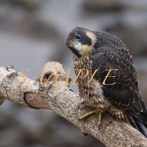 Peregrine Falcon Perched Digital Download