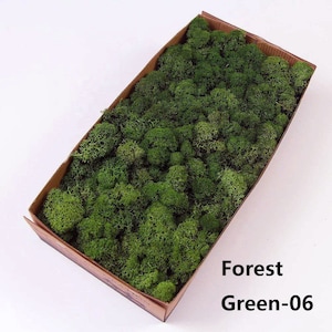 Prefleur DiY Crafts Stabilized Preserved Reindeer Moss Natural Green Gardenning Art Wall Decor Florist Easter Table Wedding Clumps (0.85LB)
