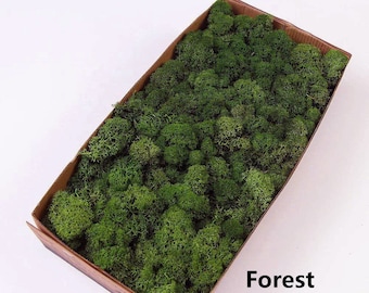 Preserved Reindeer Moss: Natural Green, DIY Crafts, Wall Decor (0.85LB)